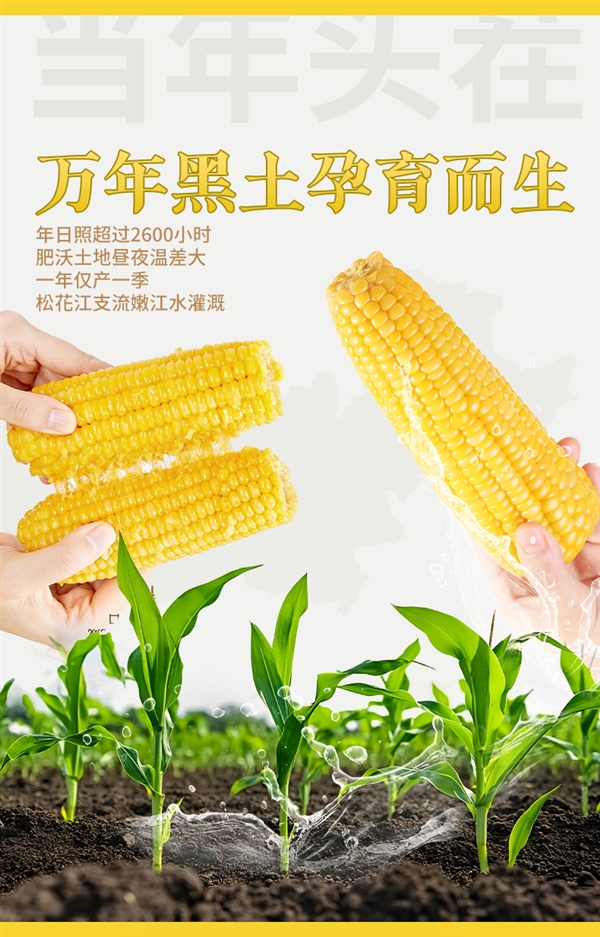 香甜软糯!农投集团黄白糯玉米8根15.9元大促