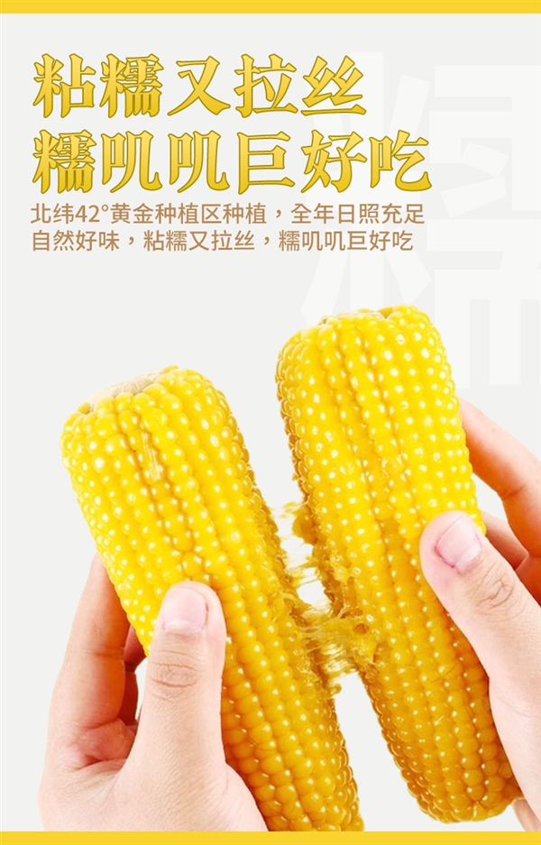 香甜软糯!农投集团黄白糯玉米8根15.9元大促