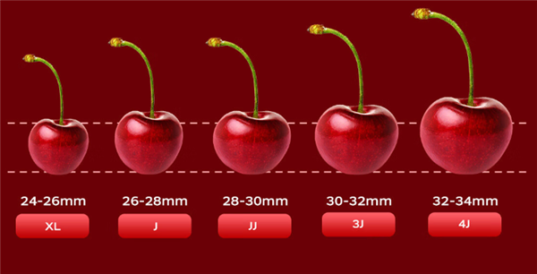 京东智利拉宾斯车厘子双12狂促:4J低至36.8元/斤