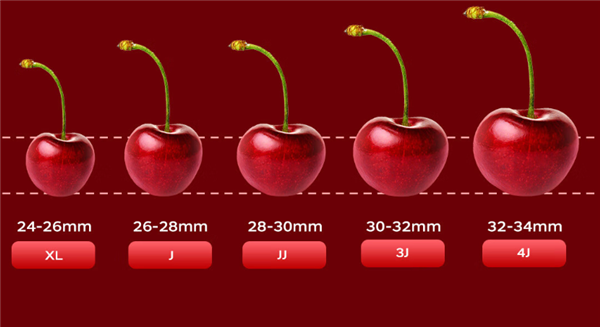 尝鲜：京东自营智利Santina车厘子19.8元/斤 JJJ级34.8元/斤