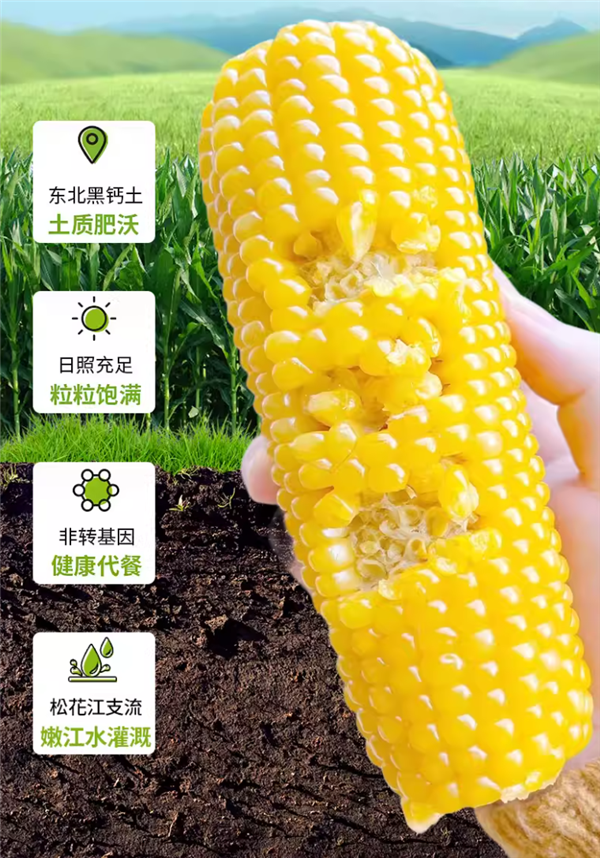 阿里自营店：吉林农投旗下田本部黄糯玉米8棒13.5元