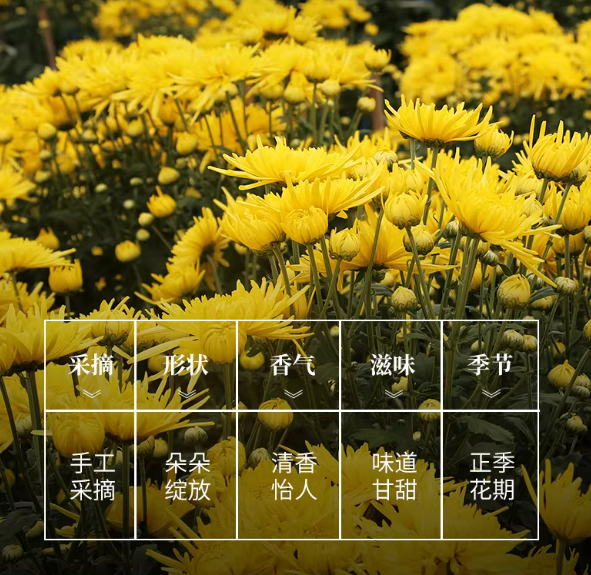 清香怡人：一朵一杯金丝皇菊50朵5.9元冲量