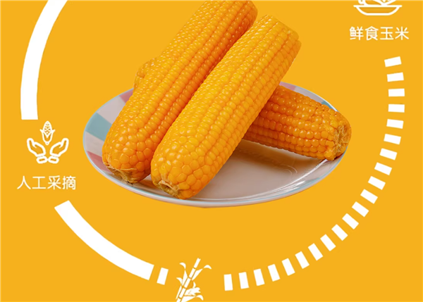 从采摘到装箱不过3小时！东北黄糯玉米到手：8穗16.9元到手