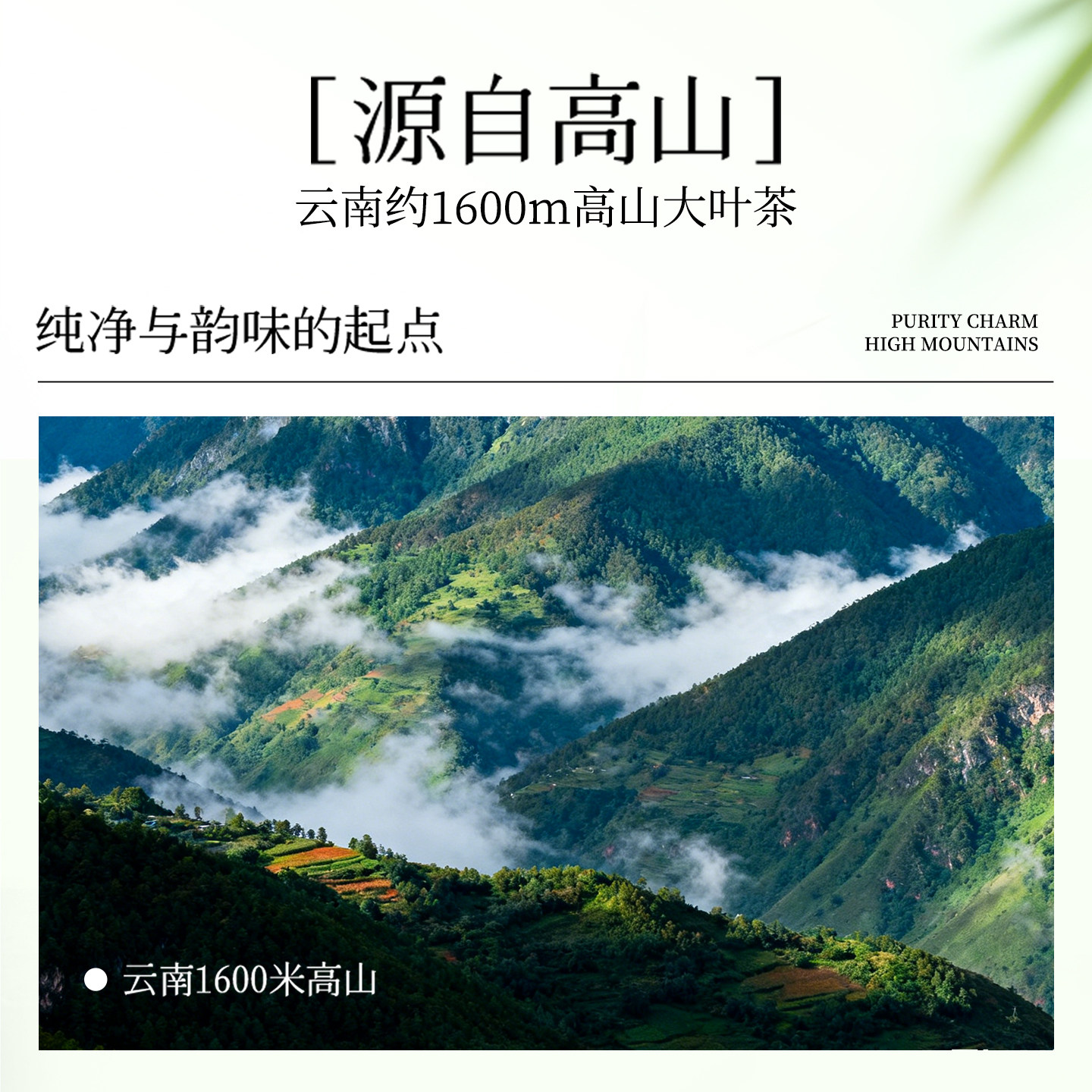 星珀Nebulix有机云顶白茶无糖茶饮料云南纯茶饮品清爽0卡绿茶整箱