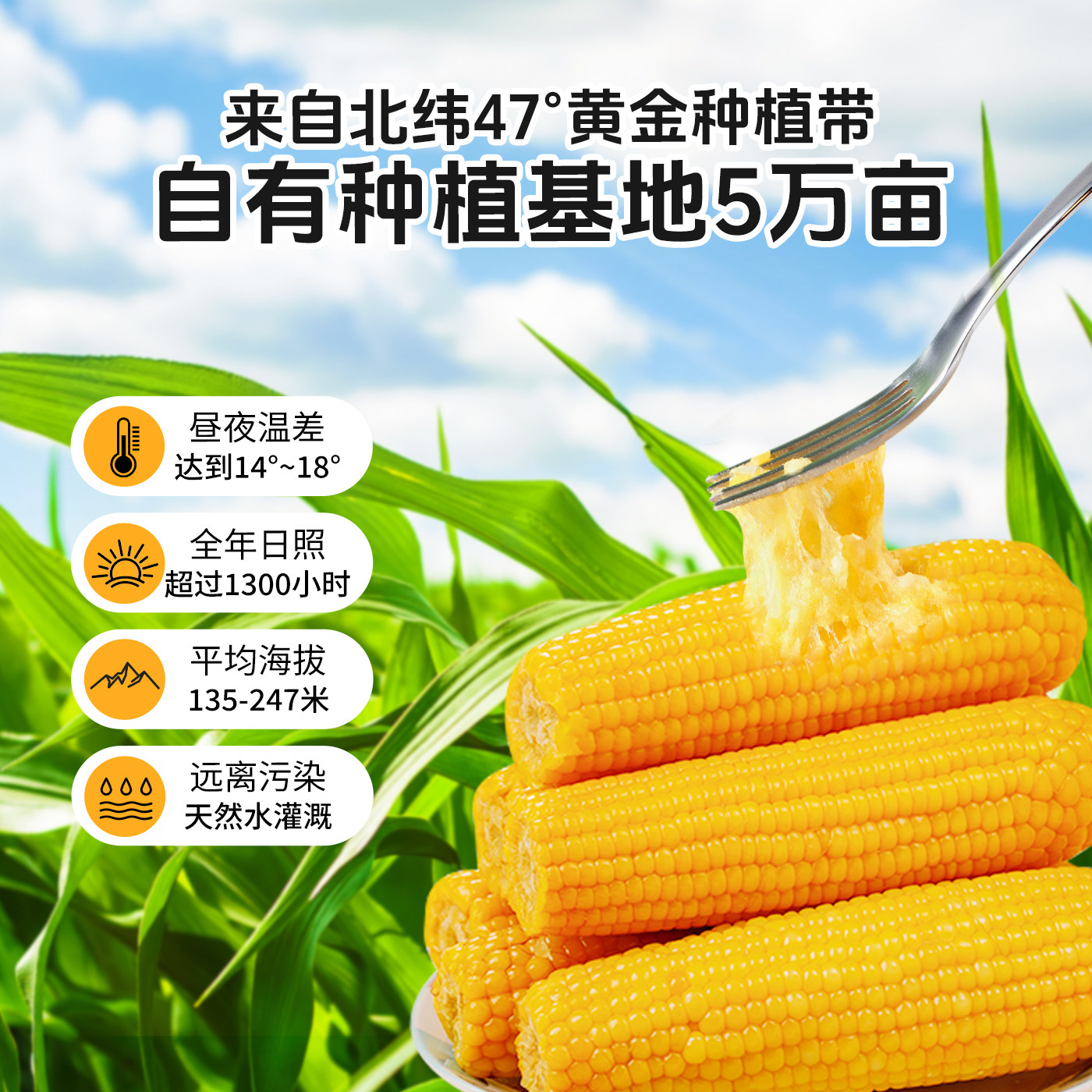刘老杆东北黄糯玉米新鲜软糯粘苞玉米现摘真空早餐代餐饱腹玉米棒